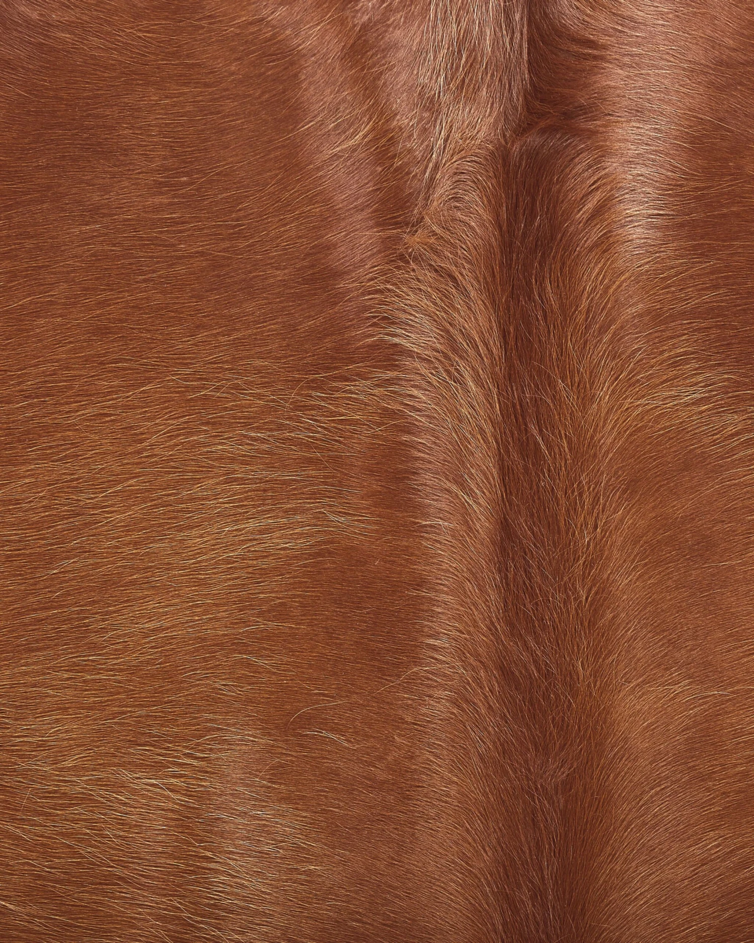 Lehmäntalja Kullanruskea NASQU Useita Kokoja - Image 3