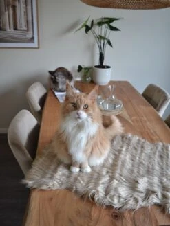 Tekotalja Beige MUNGO 15 Tekotalja Beige MUNGO -MattoMoodi kauppa undef src sa picid 818875 type whitesh image