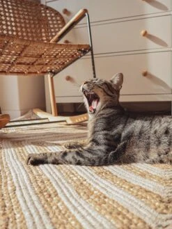 Matto Puuvilla Beige PIRLI Useita Kokoja -MattoMoodi kauppa undef src sa picid 827501 type whitesh image